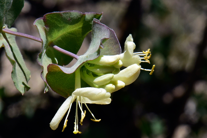 Western White Honeysuckle has white or cream flowers, rarely pale yellow. The flowers are showy and borne at the ends of short branchlets. Honeysuckle Lonicera albiflora